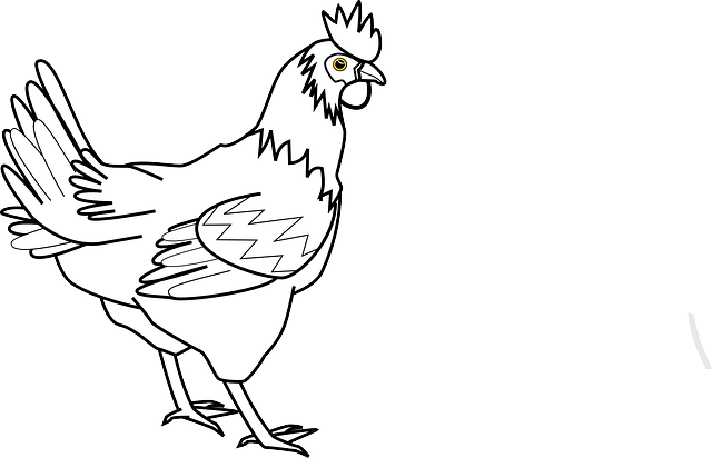 Chicken