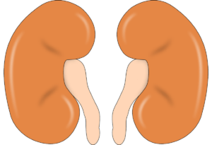 Understanding the kidney