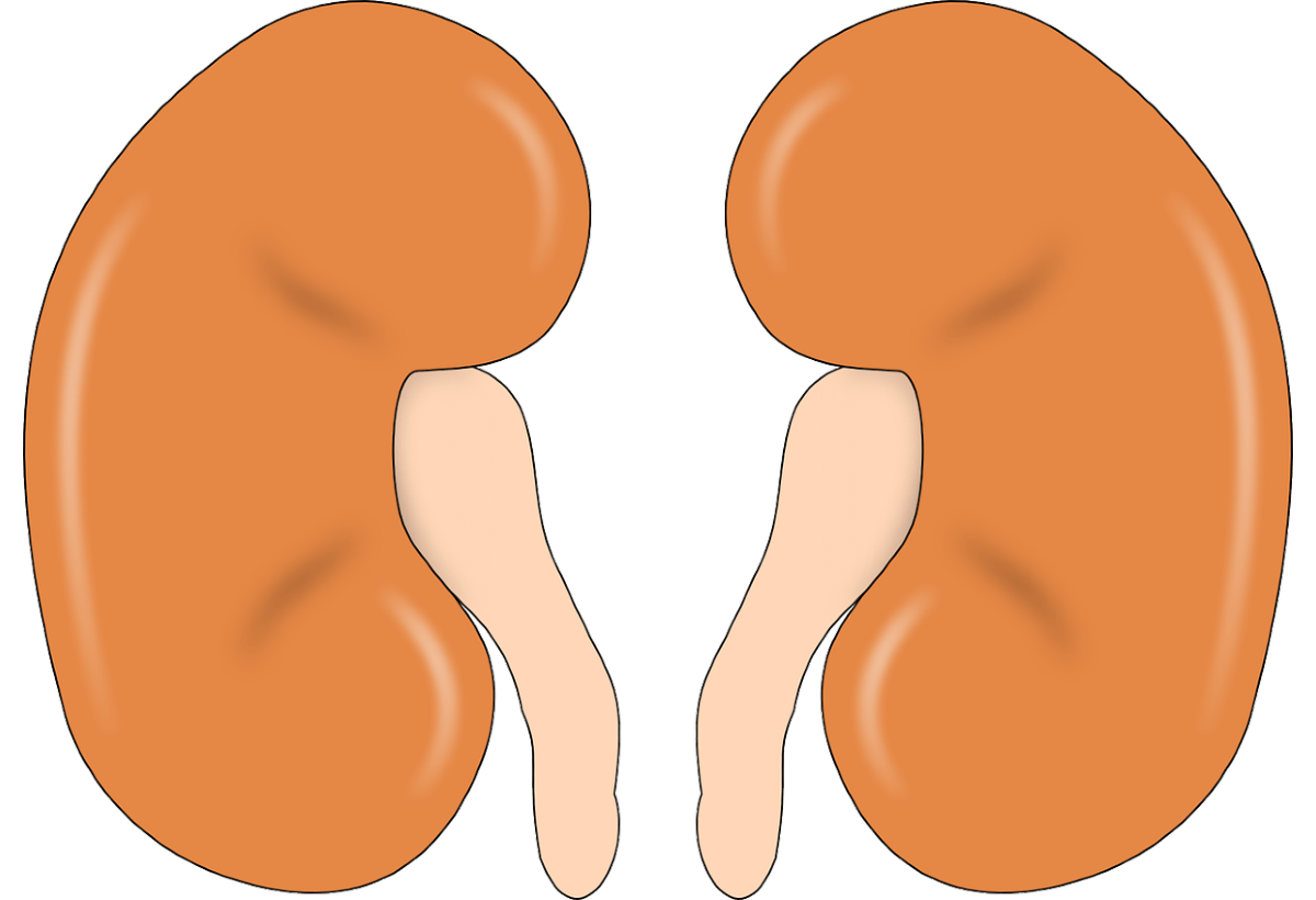 Understanding the kidney